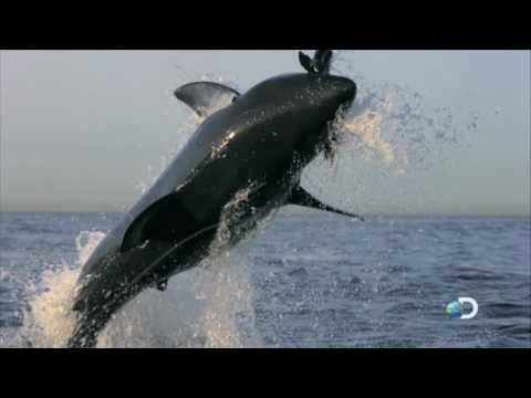 Discoverys Shark Week August Bloody August